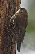 White-throated Treecreeper