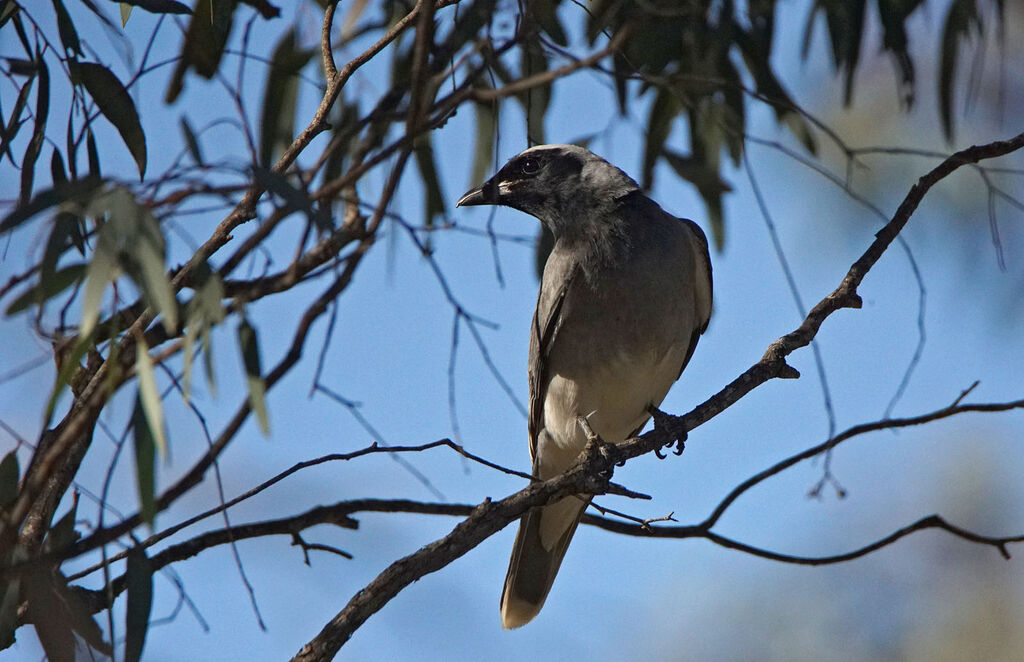 Black-faced Cuckooshrike