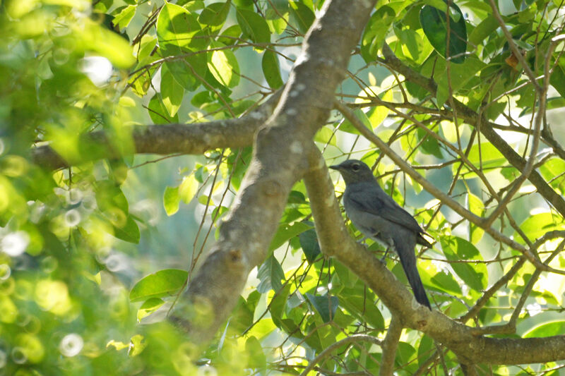 Black-winged Cuckooshrike