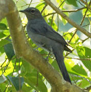 Black-winged Cuckooshrike