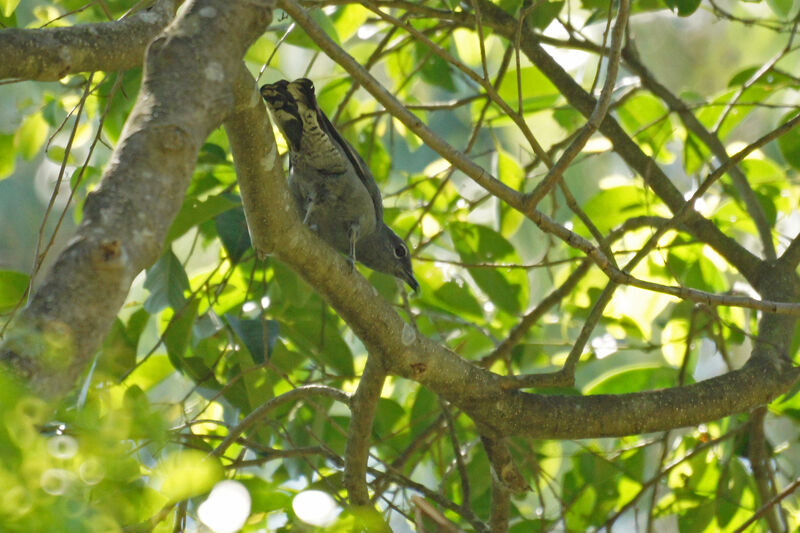 Black-winged Cuckooshrike