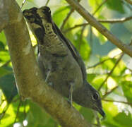 Black-winged Cuckooshrike