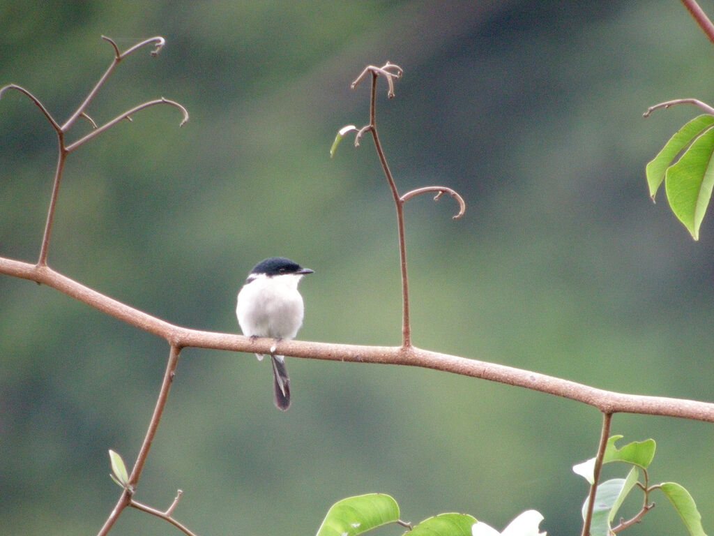 Échenilleur gobemouche