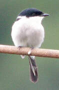 Bar-winged Flycatcher-shrike