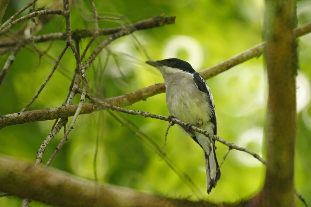 Bar-winged Flycatcher-shrike, identification