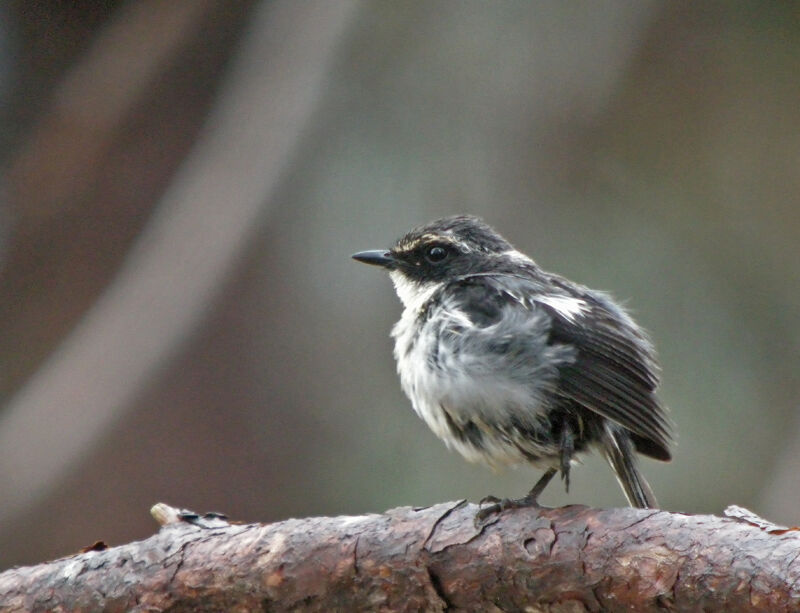 Bar-winged Flycatcher-shrikejuvenile