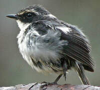 Bar-winged Flycatcher-shrike