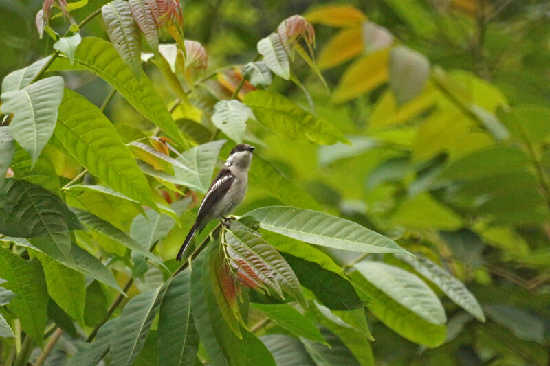 Bar-winged Flycatcher-shrike