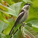 Échenilleur gobemouche