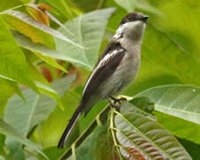 Bar-winged Flycatcher-shrike