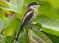 Bar-winged Flycatcher-shrike