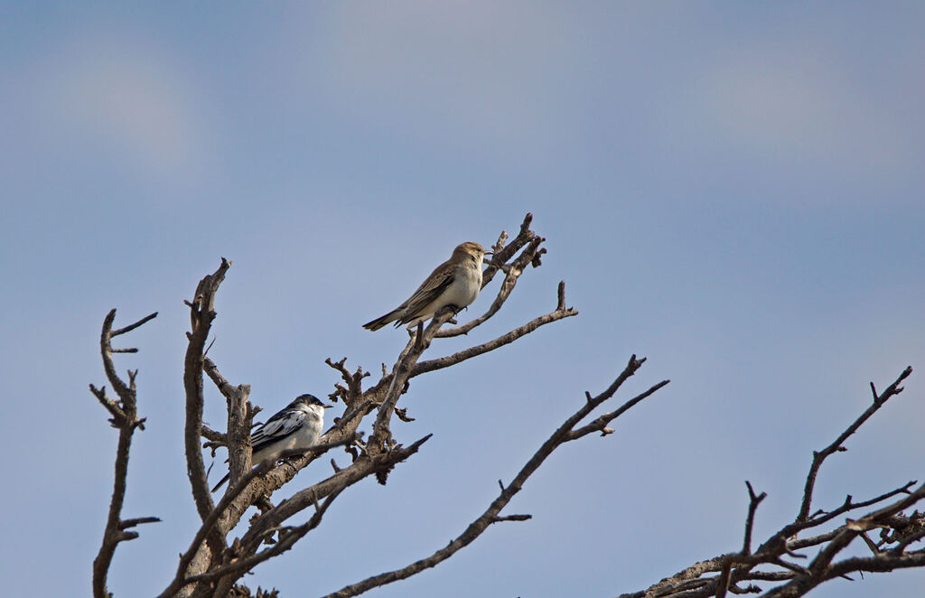 White-winged Trilleradult