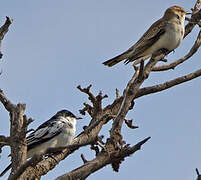 White-winged Triller