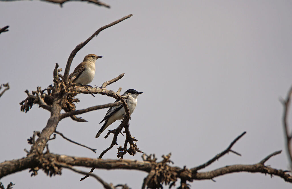 White-winged Trilleradult