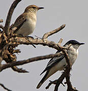 White-winged Triller