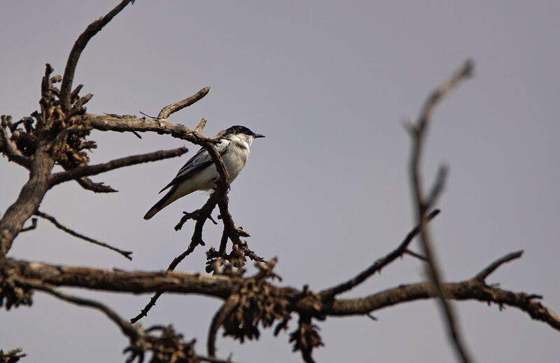 White-winged Triller male