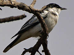 White-winged Triller