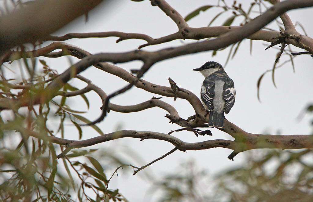 White-winged Triller male