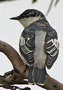 White-winged Triller