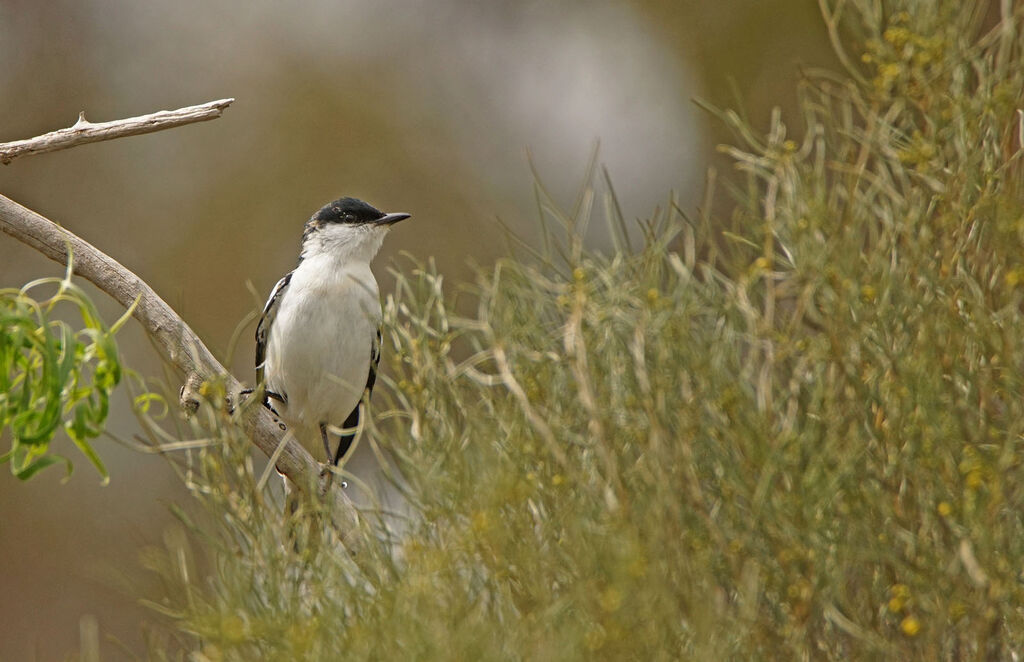 White-winged Triller male