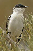 White-winged Triller