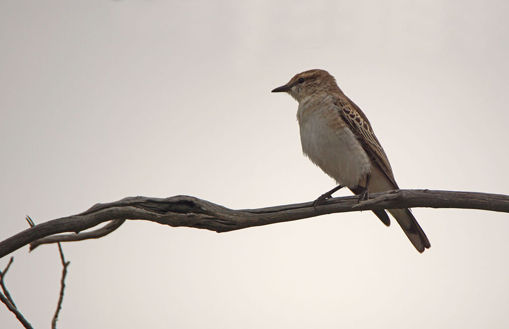 White-winged Triller female