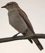 White-winged Triller