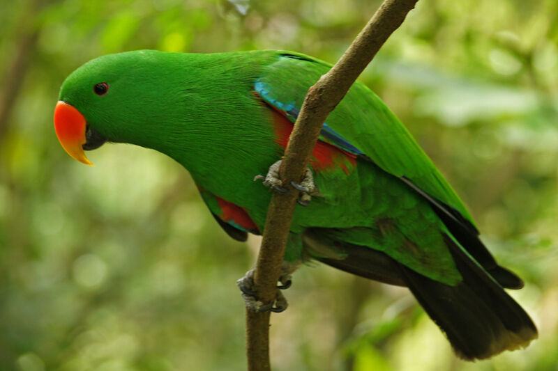 Papuan Eclectus