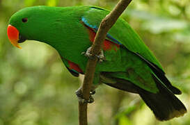 Papuan Eclectus