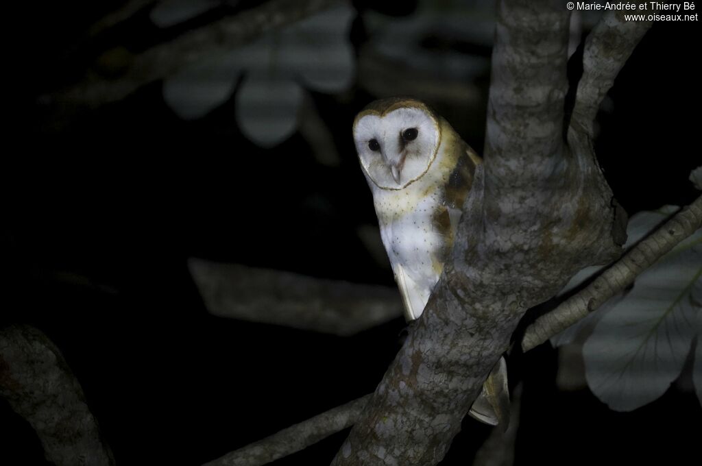 American Barn Owl