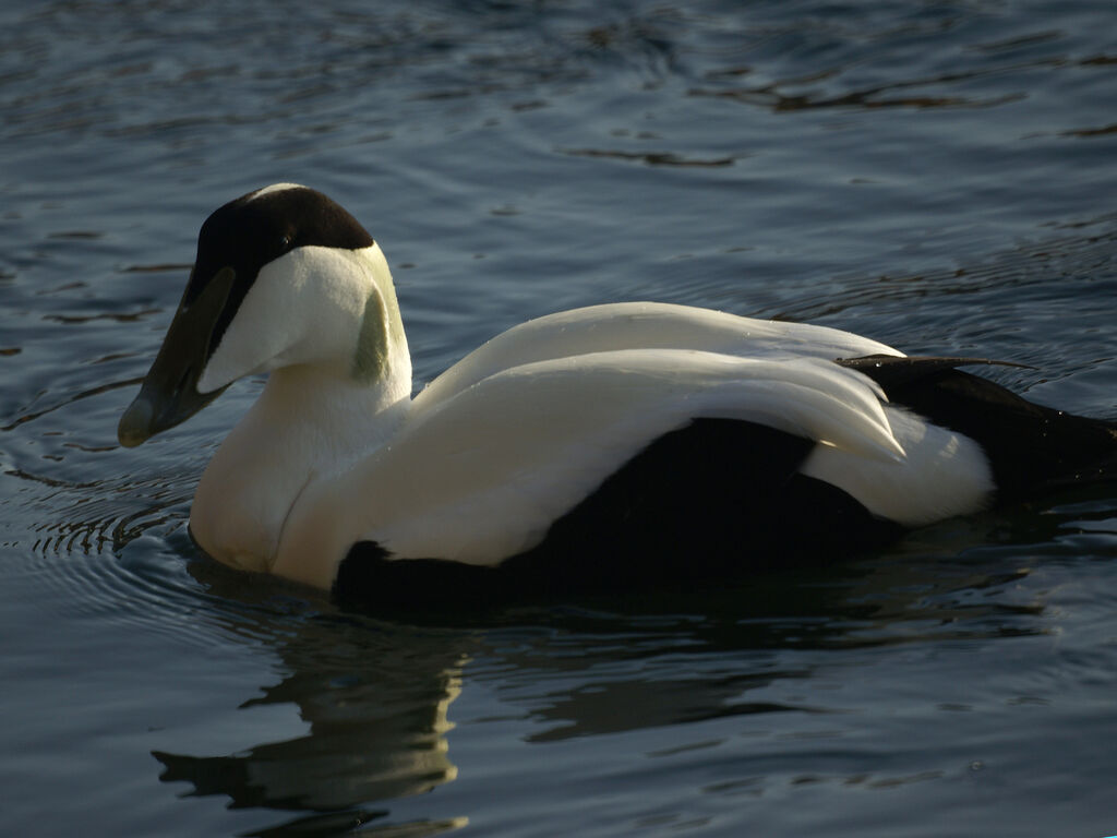 Eider à duvet