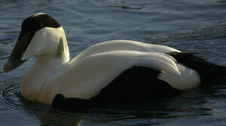 Common Eider