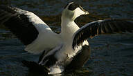 Eider à duvet