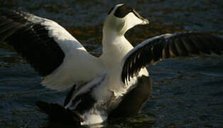 Common Eider