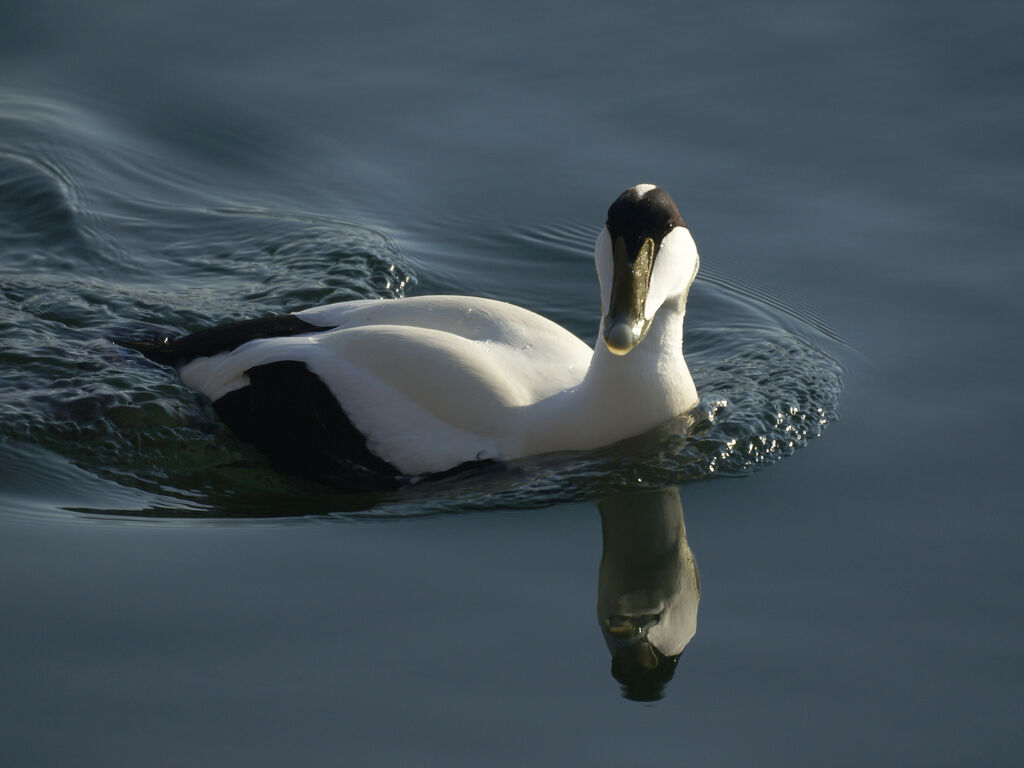 Eider à duvet