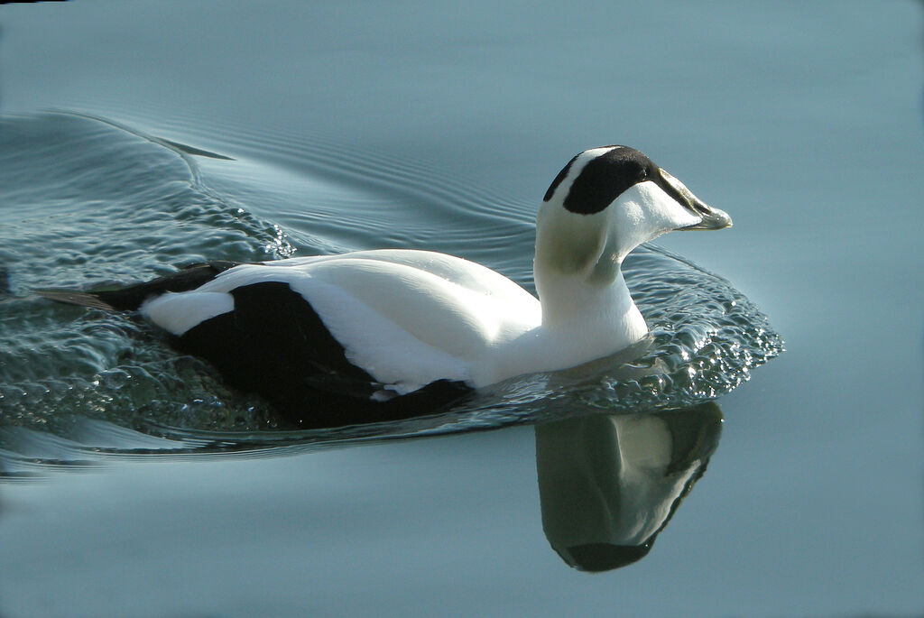 Common Eider