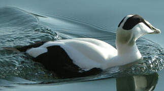 Common Eider