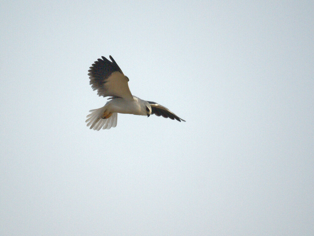 Black-winged Kite