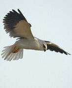 Black-winged Kite