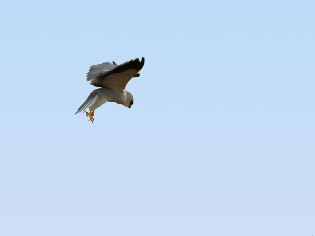 Black-winged Kite