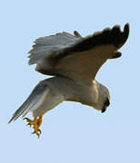 Black-winged Kite