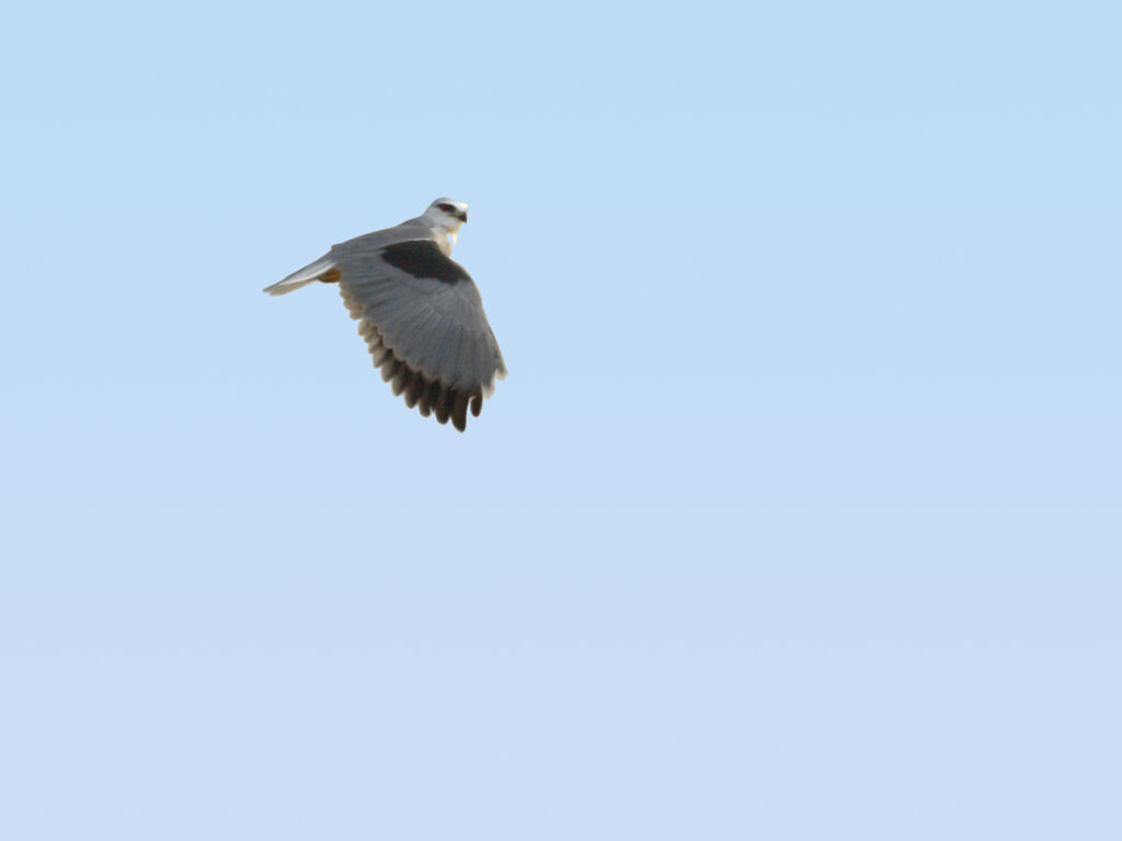 Black-winged Kite