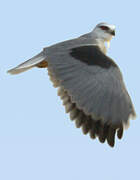 Black-winged Kite