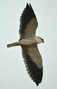 Black-winged Kite