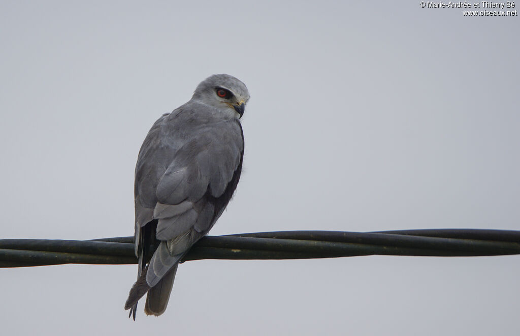 Black-winged Kite