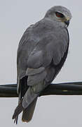 Black-winged Kite