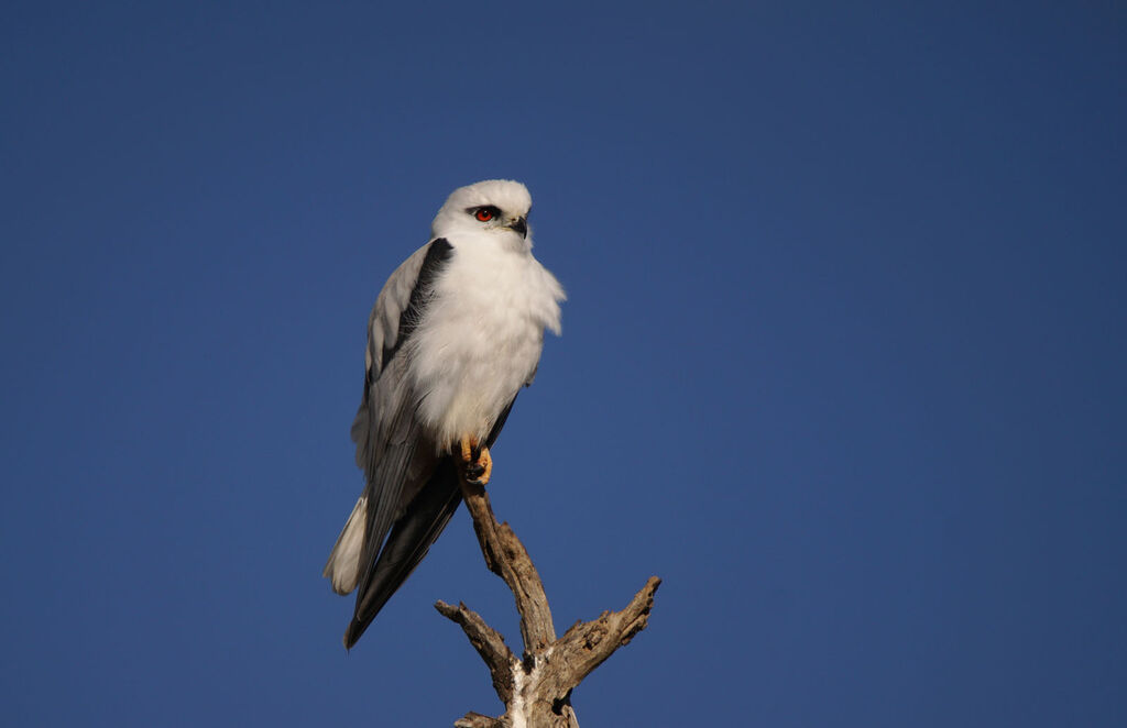 Black-shouldered Kite