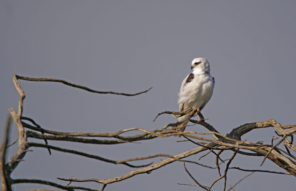 Black-shouldered Kite