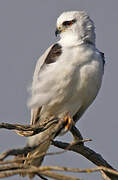 Black-shouldered Kite