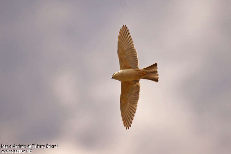 Pearl Kite, Flight